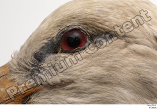 Black stork eye 0006.jpg